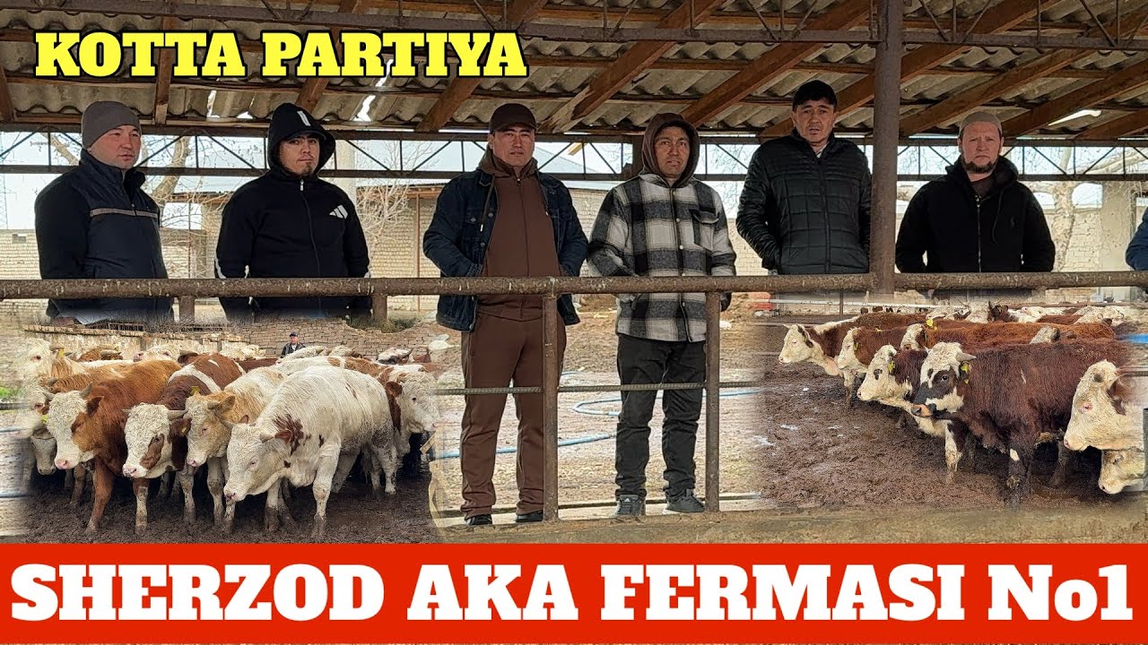 SHERZOD AKA FERMASI LIMUZING SHAROLEL GREFORD ANGUS BUQALARI YANGI KOTTA PARTIYA BUQALARI KELDI