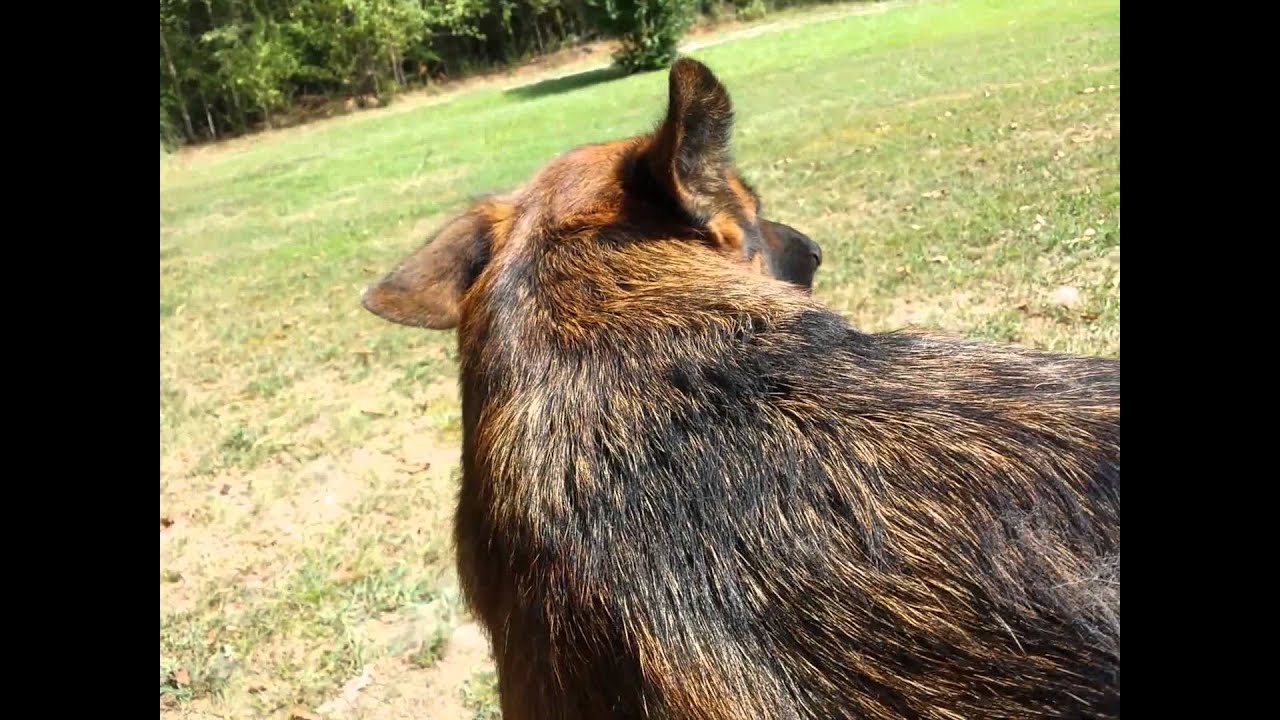 How To deShed your German Shepherd Dog