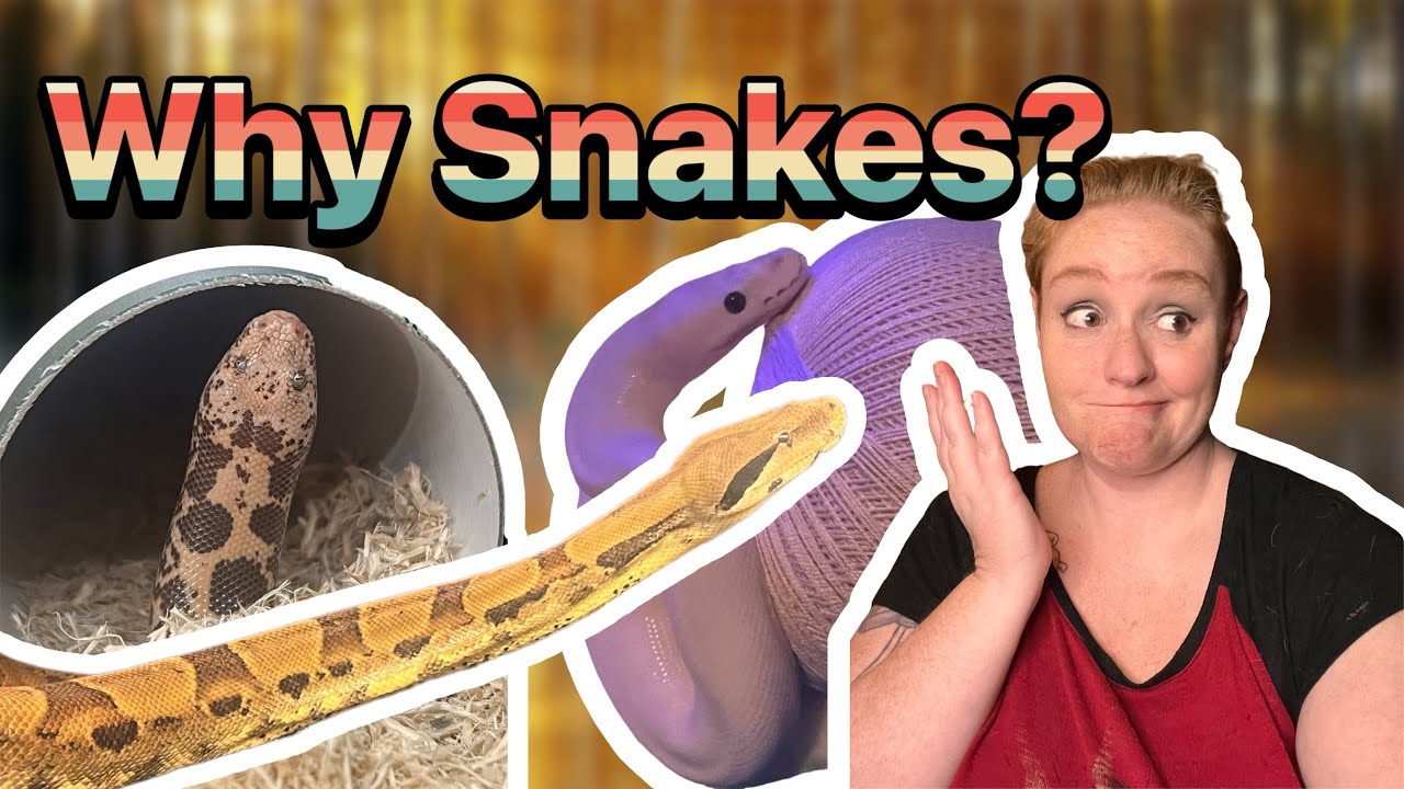 Why not snakes!?