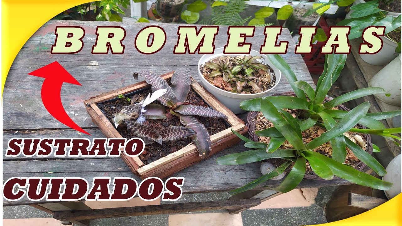 🌿CUIDADOS y SUSTRATO de BROMELIAS @jardinteresita😍