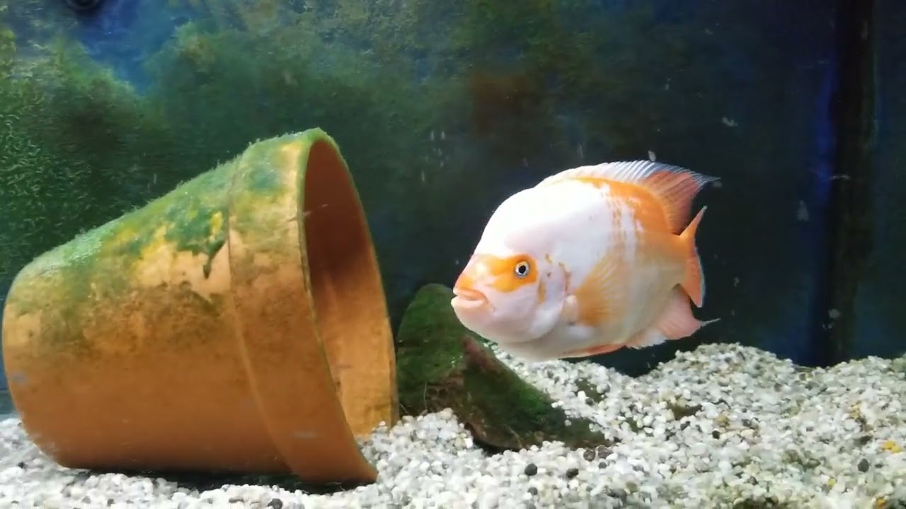 Amphilophus Citrinellus day 384 wk 55 vid 32 Orange ,Creamcicle, Xiloa, Barred, Midas cichlid World.