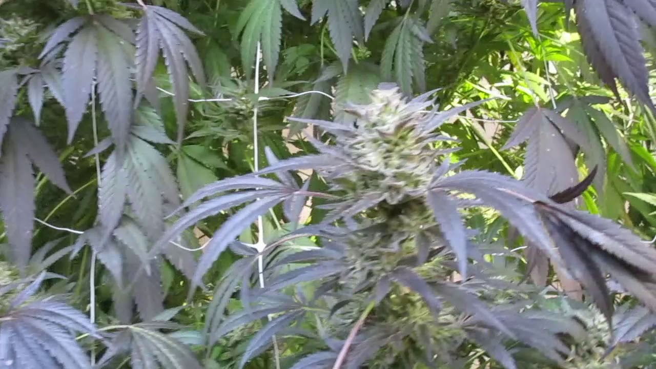 Crockett's Haze Final Day's HALLOWEEN HARVEST