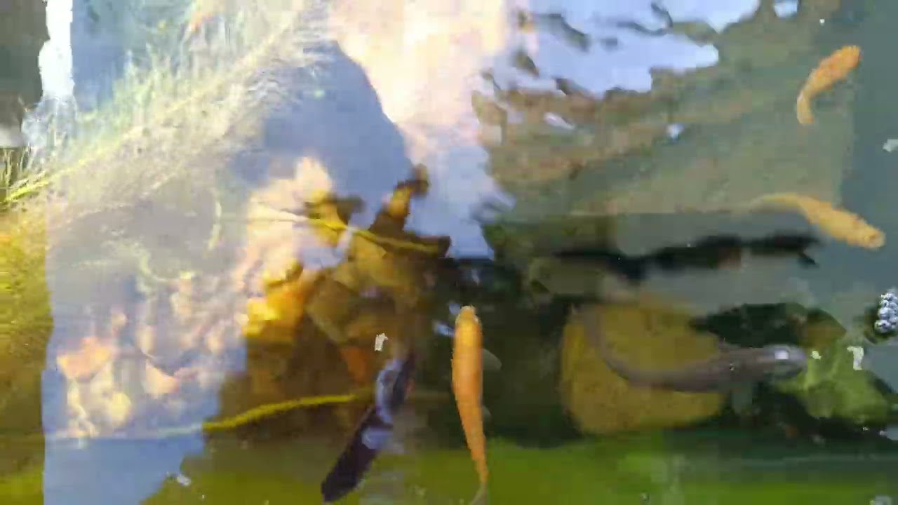 Munteres Leben im Terrassen-Hochteich