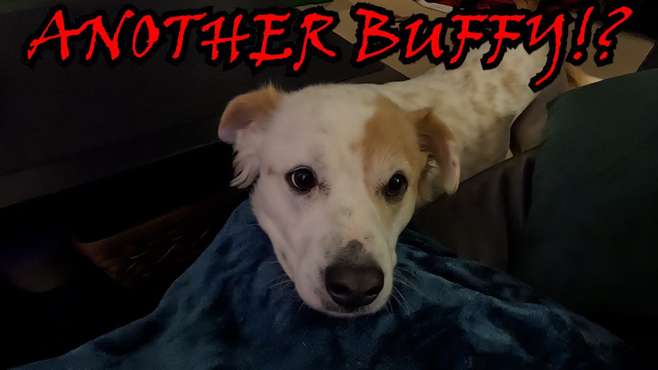 Another Buffy?!  [Day 4090 - 01.11.22]