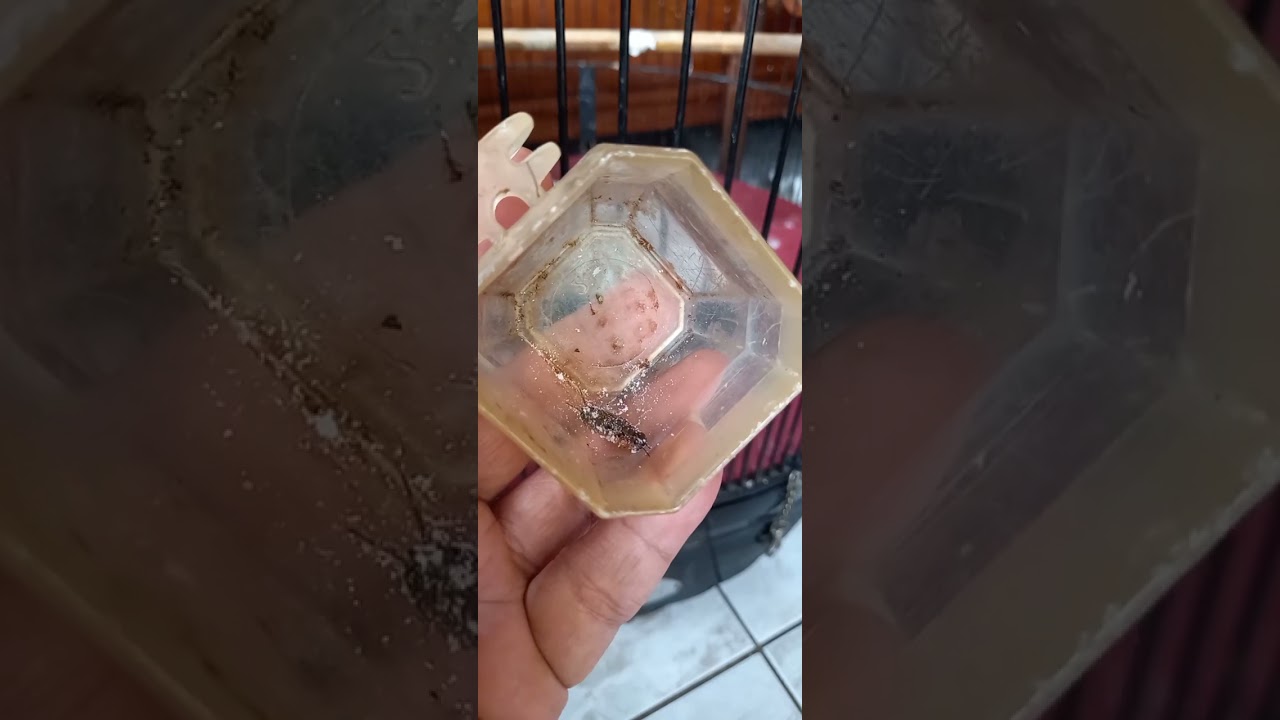 Gurah murai batu dengan produk andri bolang