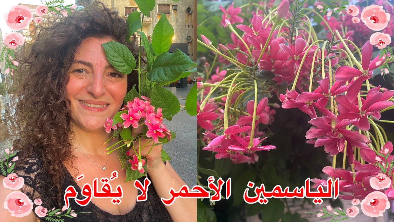 الياسمين الأحمر ضروري بكل حديقة عناية وإكثار Quisqualis/Rangoon creeper