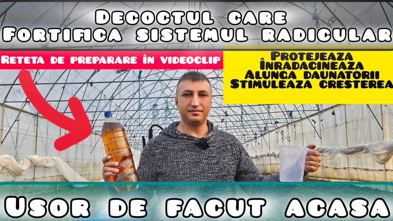 Decoctul care fortifica inradacinarea si ajuta la dezvoltarea plantelor in conditii de stres