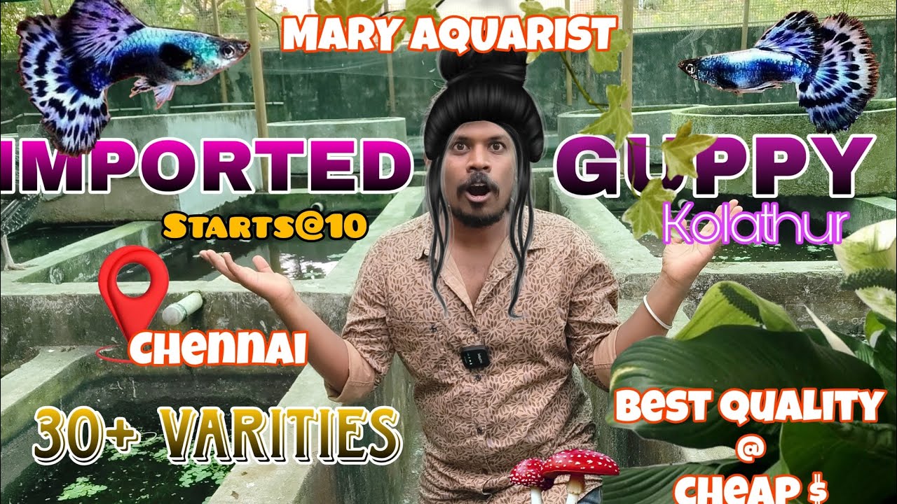 🙀ini GUPPY vanga Kerala poga venam | 😱30+ guppy varities Kolathur farm | MARY AQUARIST #guppy#tamil