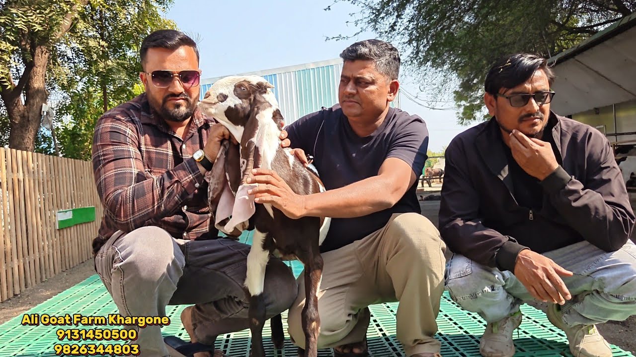 Biggest Ear Haydrabadi Male Kid's Purchase At Ali Goat Farm Khargone 👑