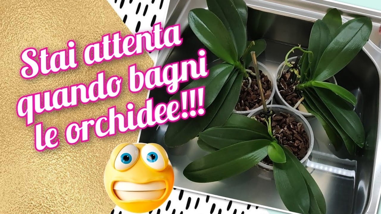 Come bagnare le orchidee. Info e consigli 😊 #orchidea #orchid #bagnare