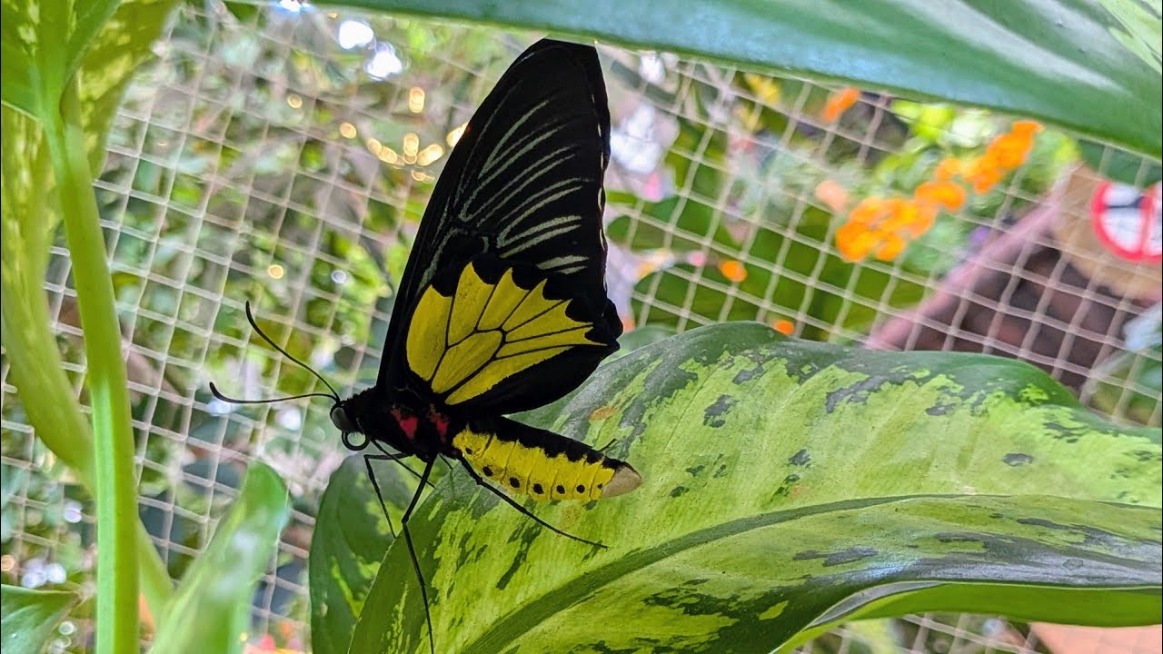 Dubai butterfly garden
