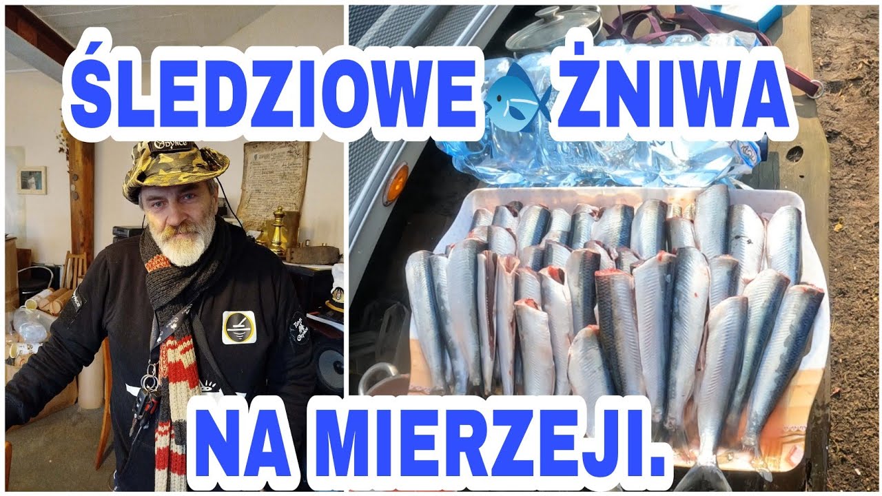 Gorączka śledziowa na mierzei wiślanej,moje pierwsze w życiu łowienie wędką śledzi.🐟
