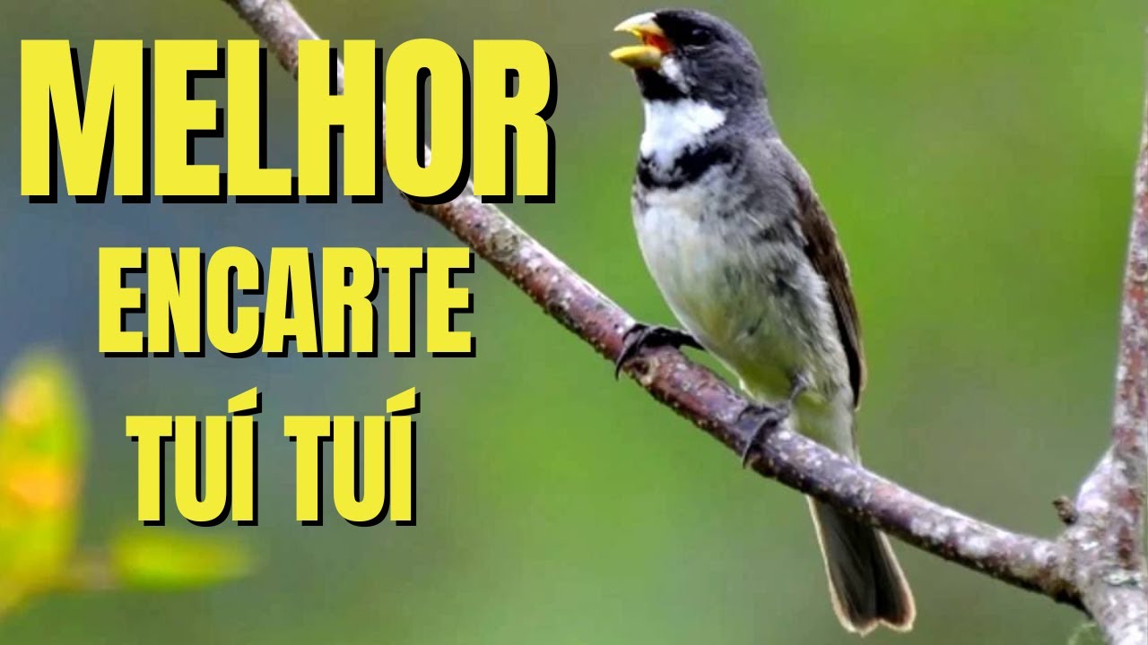 🟢 MELHOR CANTO TUI TUI PARA ENCARTE🟢🟢ÁUDIO COM FÊMEA - TURBINE SEU COLEIRO 🟢