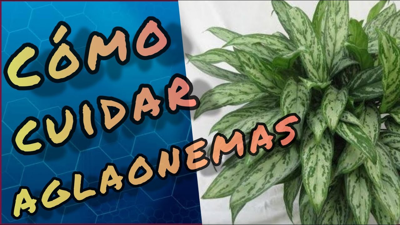 CUIDADOS DE AGLAONEMA