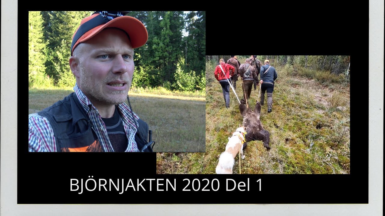 BJÖRNJAKT 2020 Del 1