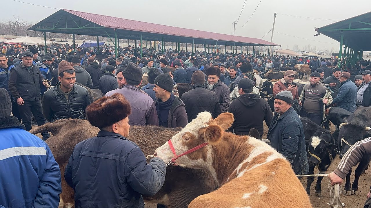 😱 17-FEVRAL 2026 | SHOXIDON MOL BOZORI BUGUNGI NARXLAR namangan viloyati toraqorgon tumani🔥