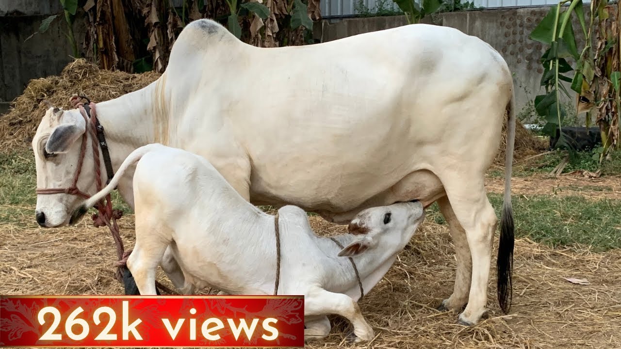 Punganur Calf Drinking Milk (Slow motion) |Punganur Cow Milk Capacity|