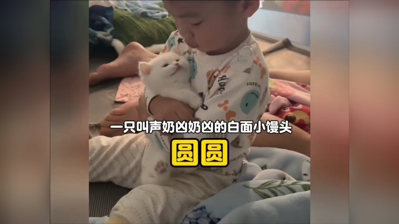 一只奶凶奶凶的白面馒头，鼻嘎点大小叫声跟防空警报似的