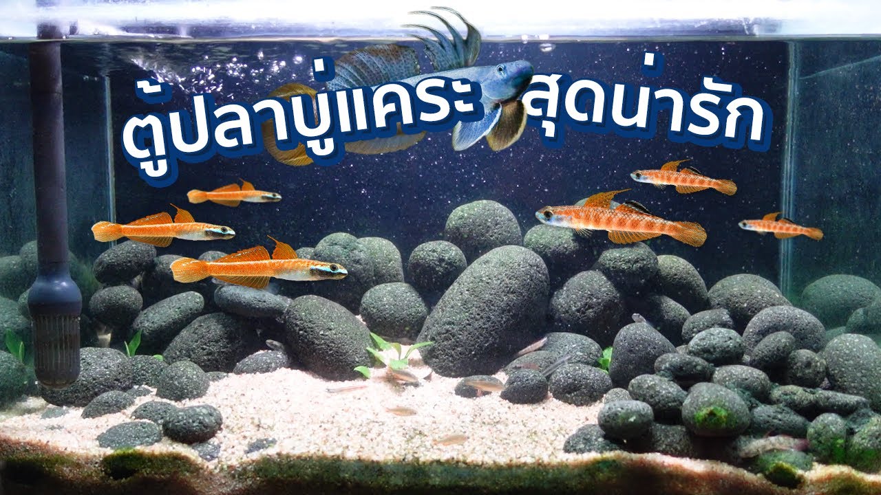 ตู้ปลาบู่แคระ เลี้ยงปลาบู่สุดน่ารัก Goby Tank!
