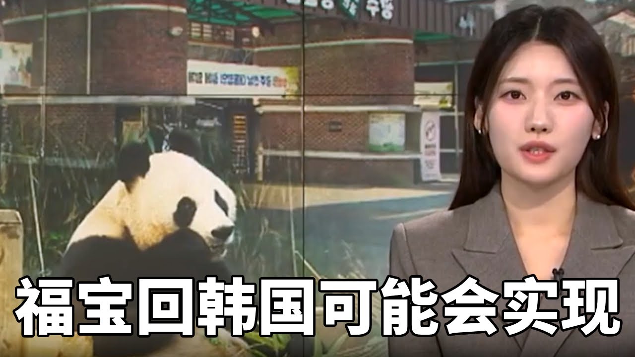 韩国福宝粉丝心中玩笑的愿望，没想到真有可能实现，福宝回韩国很有可能！！#大熊猫爱宝#蛙探#熊猫#国宝