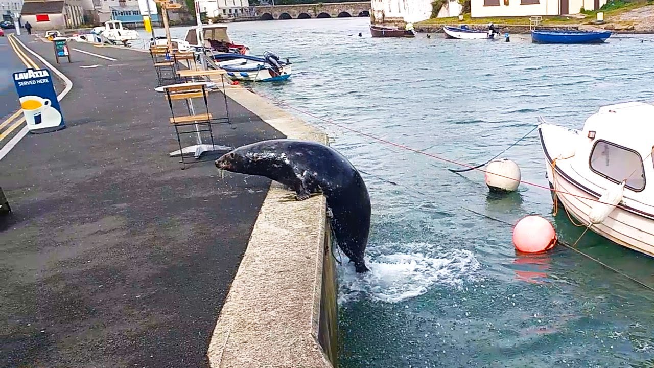 Chunky Seal Searches For Some Fresh Fish in Ireland!