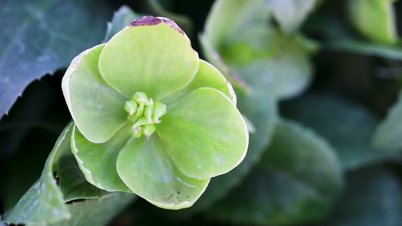 Corsican Hellebore (Helleborus argutifolius)