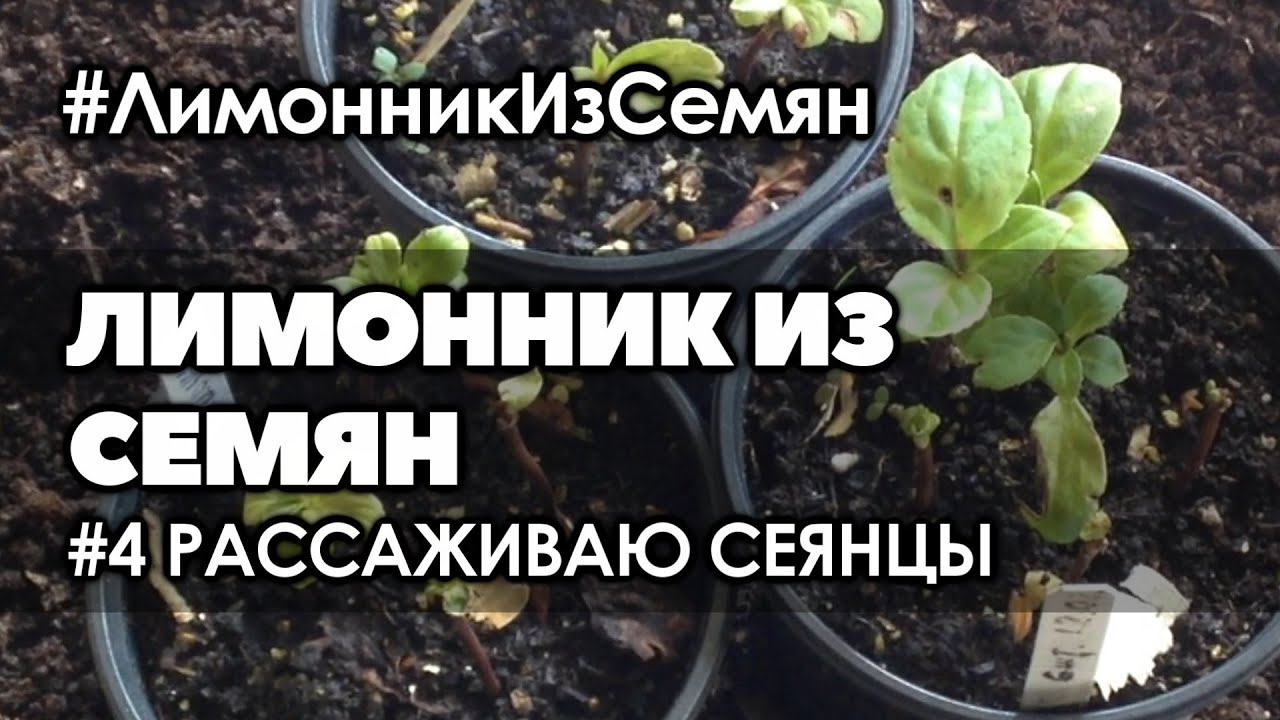 🌱  #4  Рассаживаю сеянцы лимонника | Лимонник китайский выращивание из семян от и до.