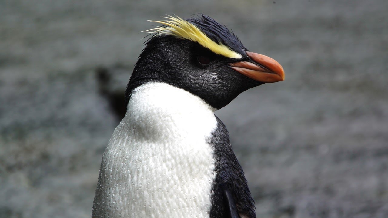 Fiordland Crested Penguins / Tawaki – best clips (6 mins)