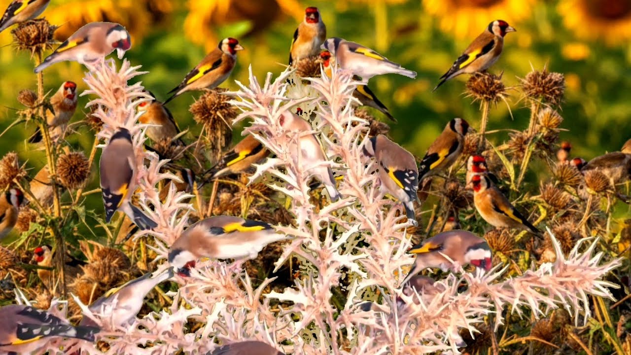 بتبتة الحسون تحفيز الحسون على التغريد والهيجان علاج صمت الحسون goldfinch stimulation #birds 