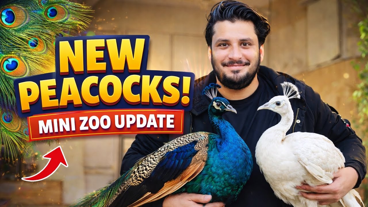 Finally…Hmary Mini Zoo Ma Peacocks Agay
