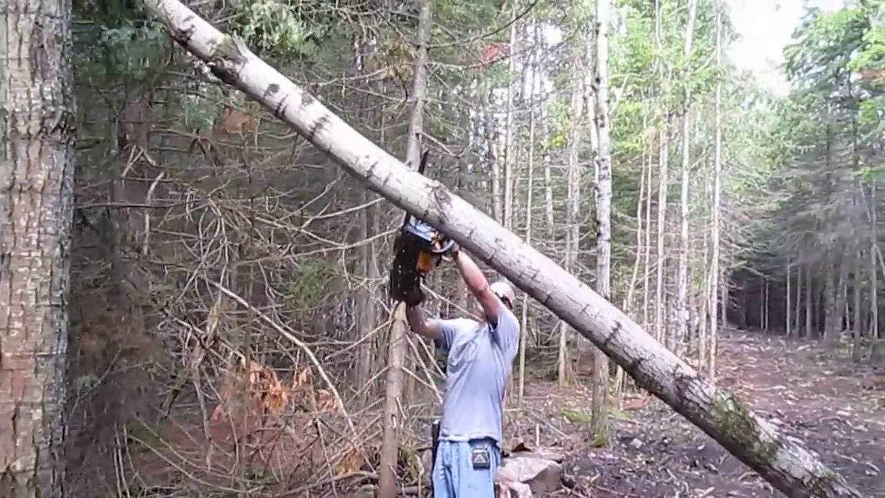 Cutting a hung up tree