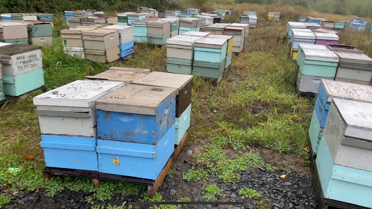 Prepping bees for winter: Final list (PNW)