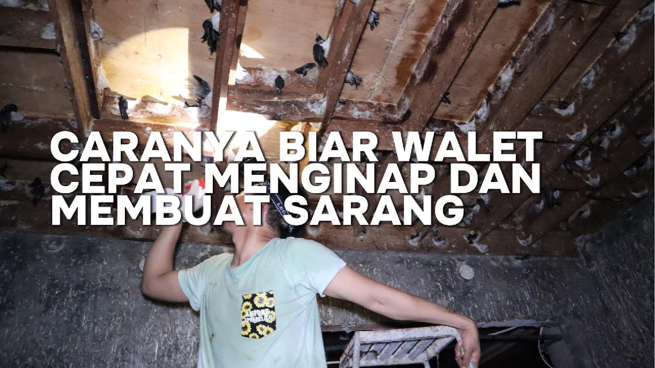 GIMANA SIH CARANYA BIAR WALET CEPAT MENGINAP DAN MEMBUAT SARANG?