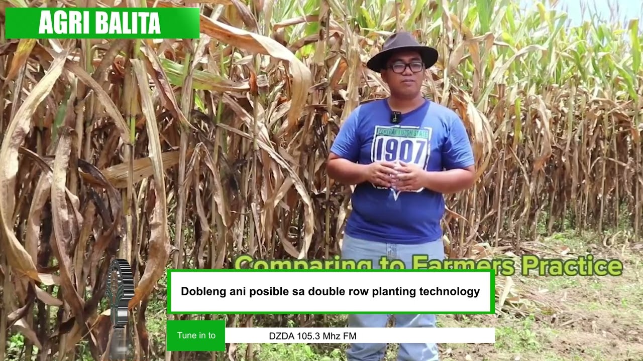DA-RFO 02 | 2022 | Agri-Balita on Double-Row Planting in Corn
