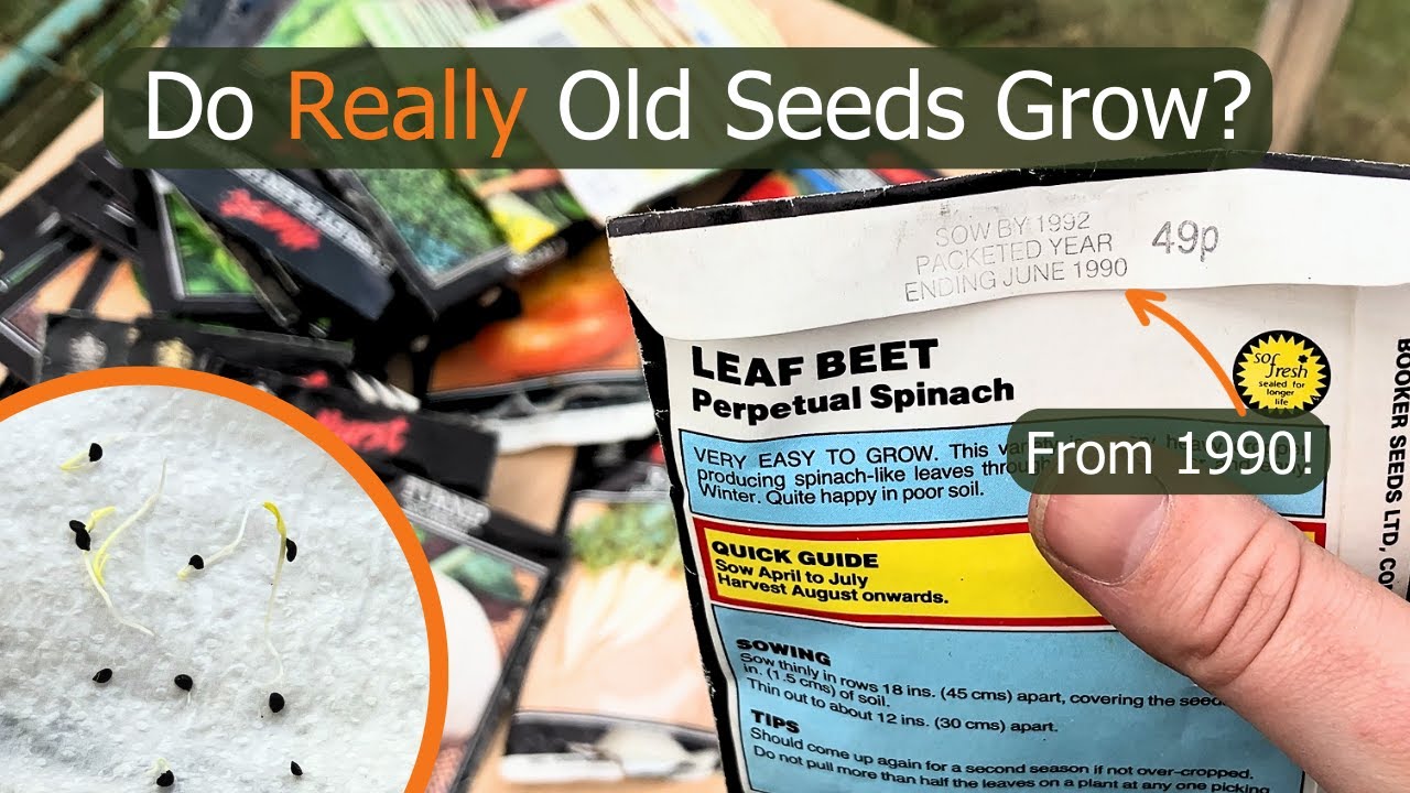 Seed Germination Test: Will REALLY Old Plant Seeds Grow?