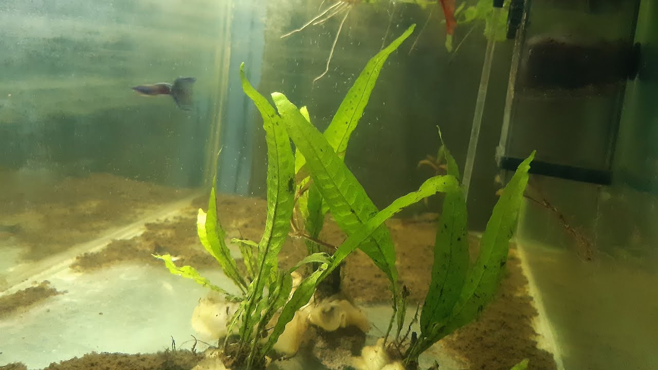 ikan guppy dan gemercik suara air teman istirahat