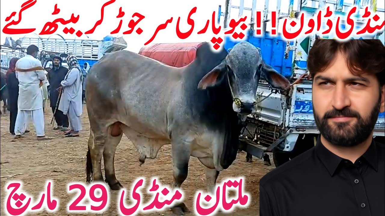 Today Latest Multan Cow Mandi Video | Brahman Cholistani Sahiwal Bachre || Global Village Farming 