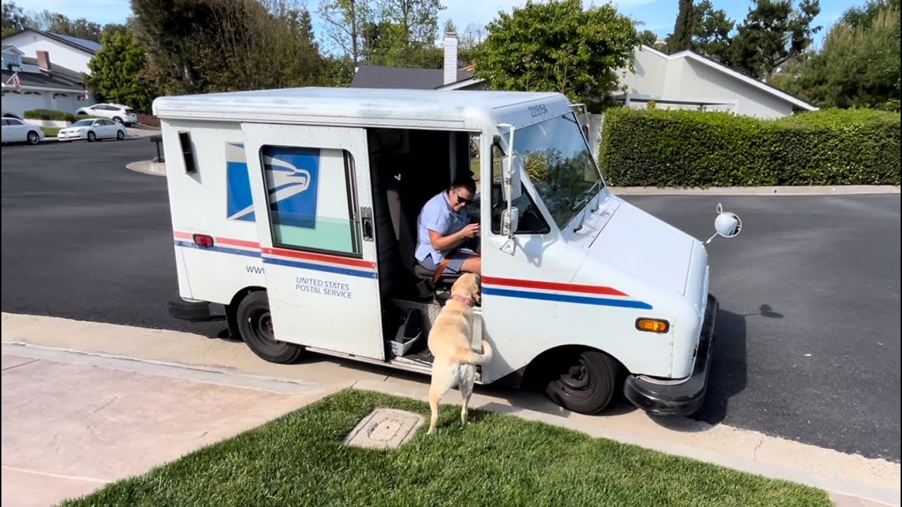 Labrador Retriever Patiently Waits For Kristy The Mail Lady Every Day
