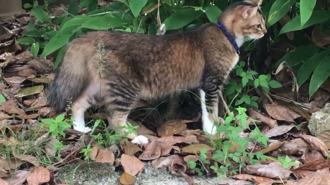 Cat In The Back Yard | Very Curious || Jdt Cats.