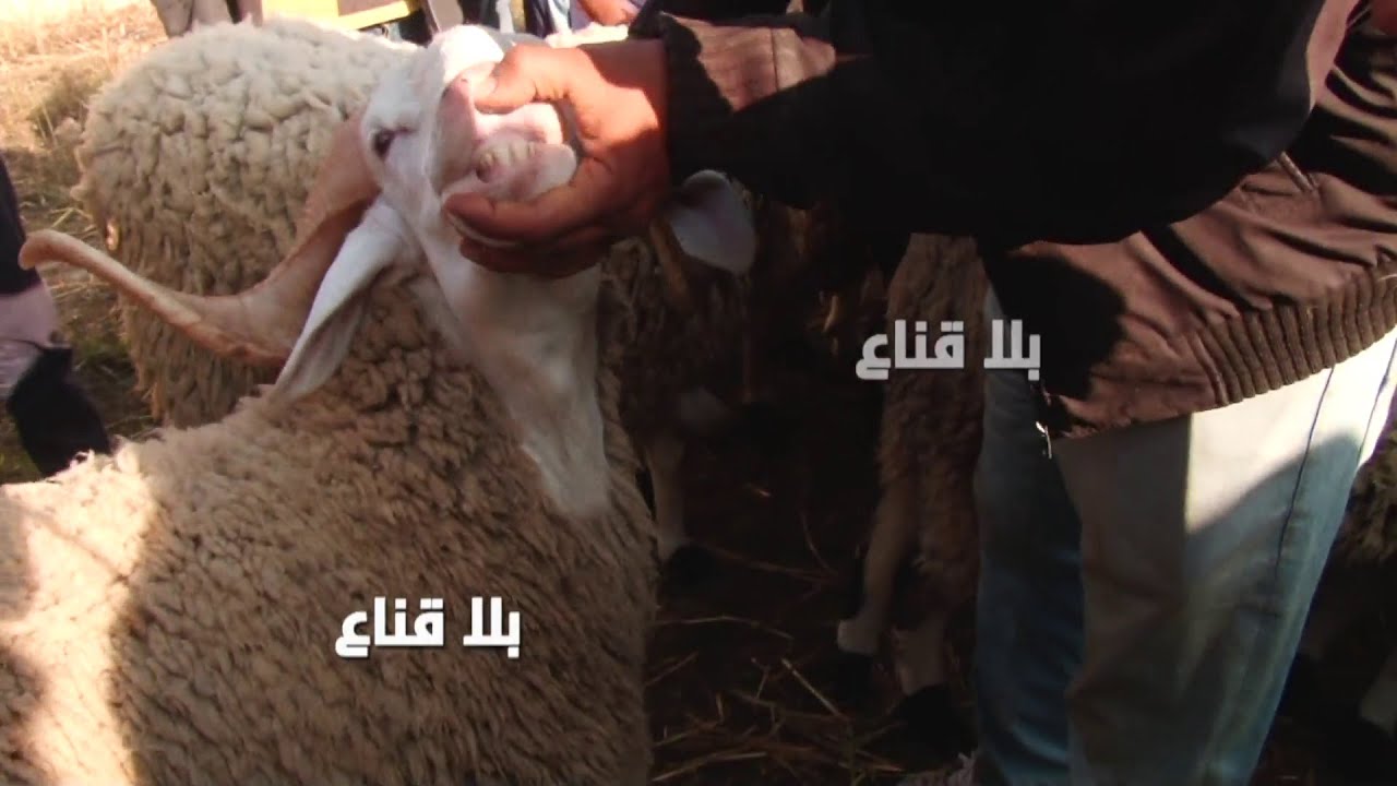 بركوس عملاق للعيد فيه 140كلغ تحت الزوز ملاين..سلعة ماس محروم منها الزوالي من مليون للألفي دينار !!