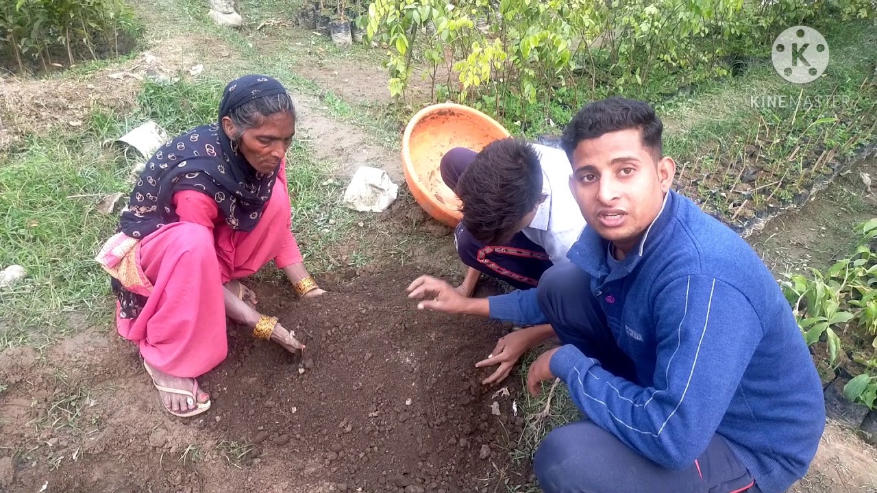 HM.99 Apple plant(पौधें कैसे लगाएं पूरी जानकारी) 8279737938.6396240346