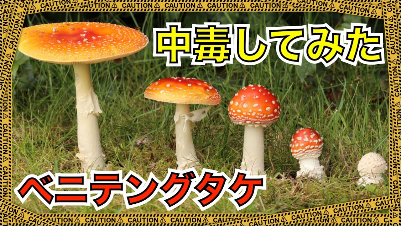 【修正 再アップ】毒キノコ「ベニテングタケ」を食べて中毒してみた【セルフ人体実験】