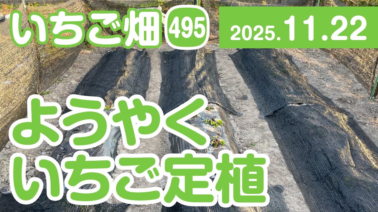 いちご畑【495】ようやく　いちご定植