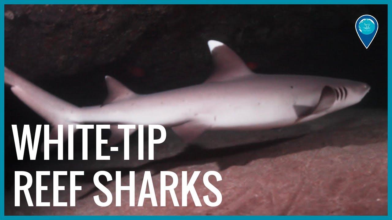 Whitetip reef sharks &ndash; manō