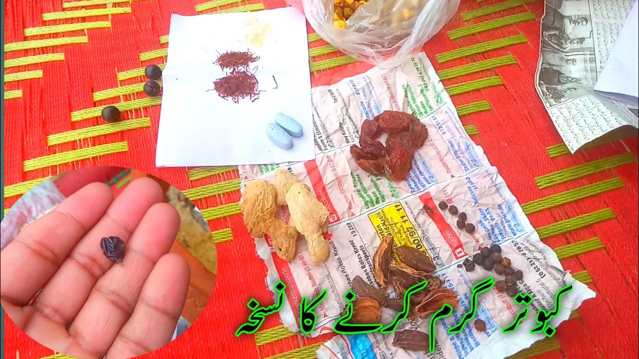 Kaboter Ko Gharm Krne Ka Nuskha | Kaboter Ki Khuraak Tyar Krne Ka Treeka