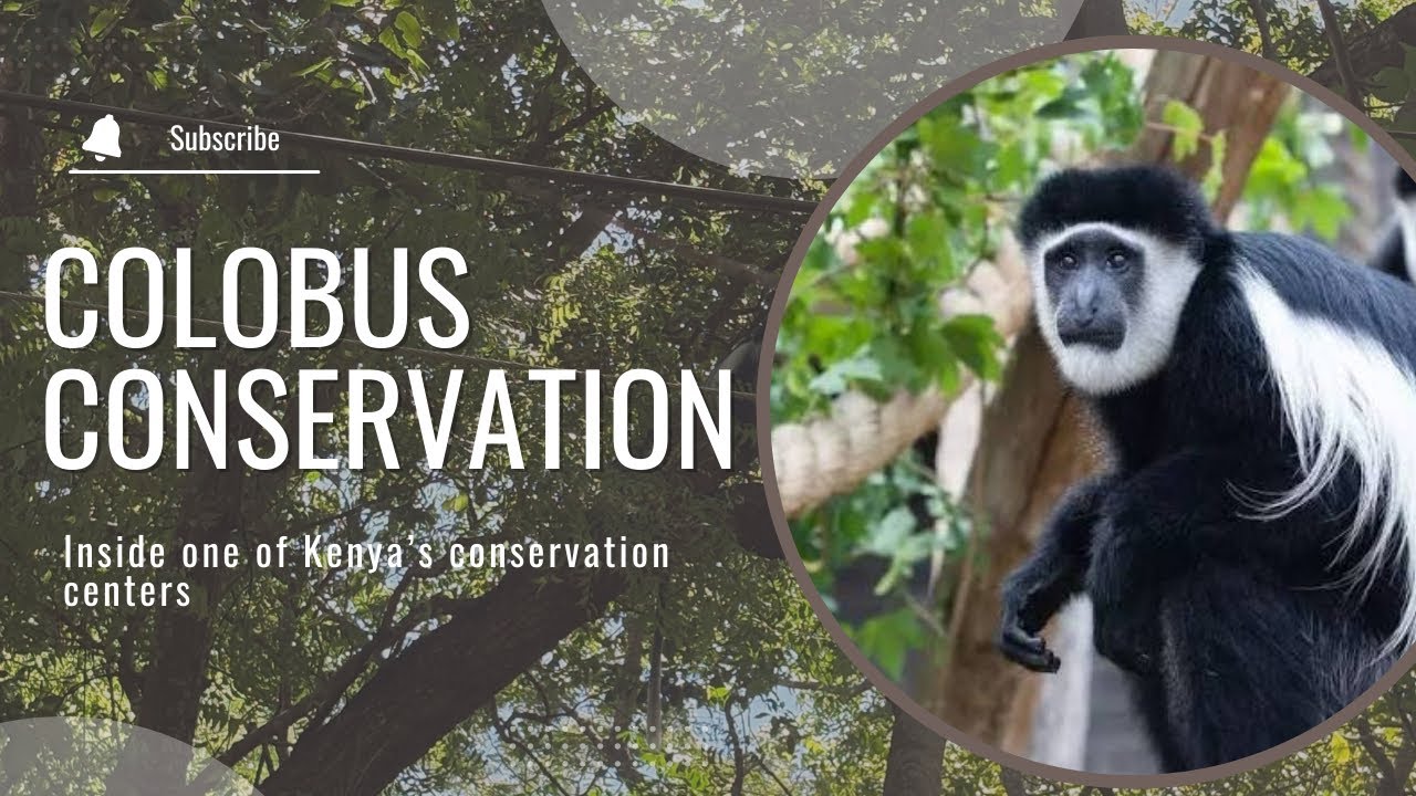 Inside The Colobus Conservation | Kenya’s Unique Wildlife Rescue