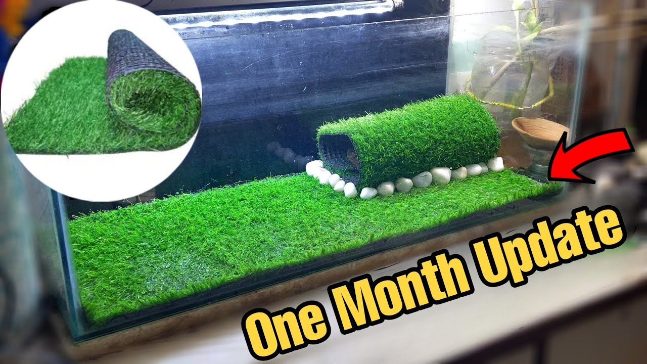 Artificial Grass in Fish Tank (1 Month Update)