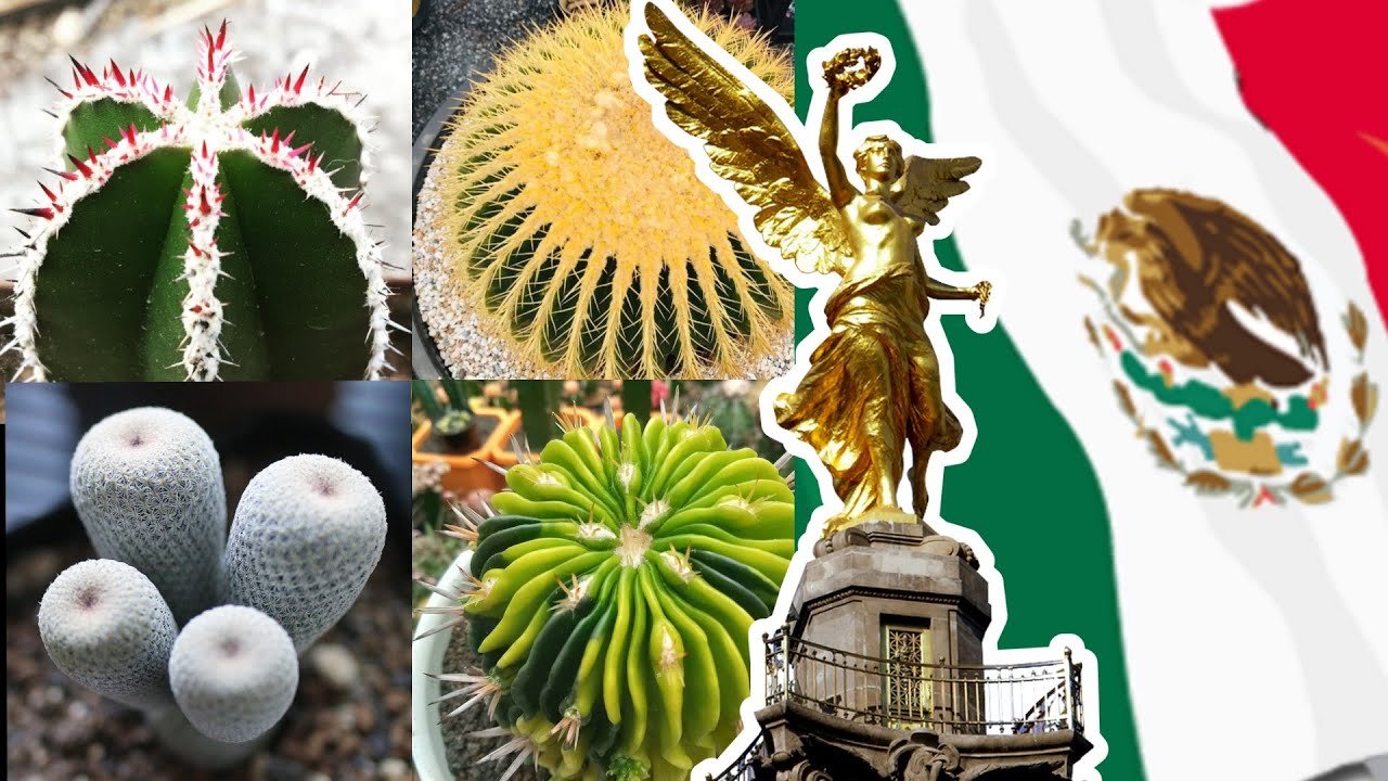 10 Cactus De Origen Mexicano / TOP 10 Cactus of Mexican Origin