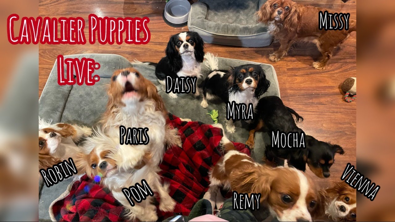 Cavalier Puppy Livestream: Cavalier Chaos