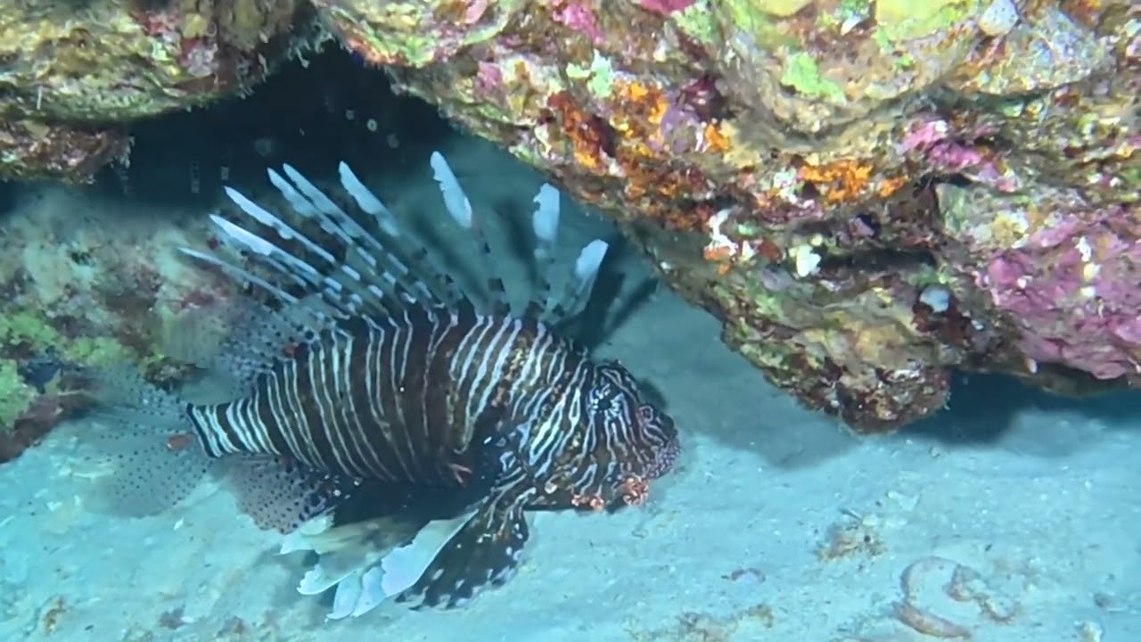 Sharm el-Sheikh